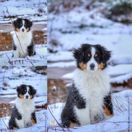Miniature American Shepherd Puppies from Casita Miniature American Shepherds