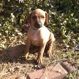 Sadie - Lt whtn blk nose female Rhodesian Ridgeback puppy in Carney, Oklahoma from River Run Parson Russell terriers & River Run Ridgebacks