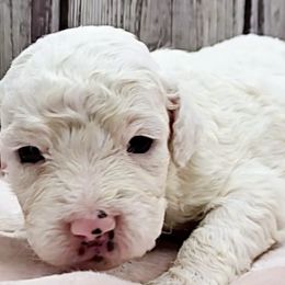 Bernedoodles from NLB Mini Bernedoodles