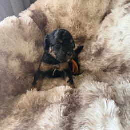 Mario - Phantom male Poodle puppy in Uniondale, New York from Poodles Are Mixy