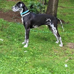 Great Dane All Grown Up from Victory Danes