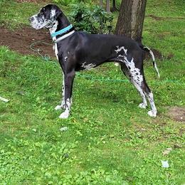 Great Dane All Grown Up from Victory Danes