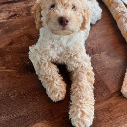 Lagotto Romagnolo and Portuguese Water Dog Puppies from Shooting Star Water Dogs