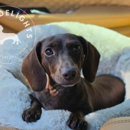 Maple - Dachshund