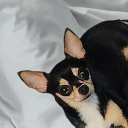 Rita - Chihuahua