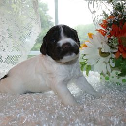 Australian Labradoodle Puppies from Windsor Creek Labradoodles