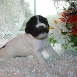 Australian Labradoodle Puppies from Windsor Creek Labradoodles