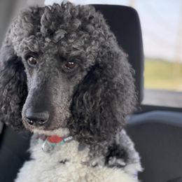 Poodles from Frosty’s Poodles