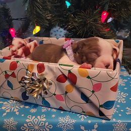 Betsy - Red female Boston Terrier puppy in Lexington, Indiana from NanzBostz