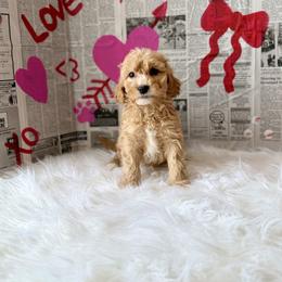 Ozzy - Apricot male Goldendoodle puppy in Upper Sandusky, Ohio from Rock Run Homestead