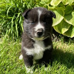 Siberian Husky Puppies from Moonlight Siberian Huskies