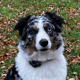 Brooklyn - Australian Shepherd