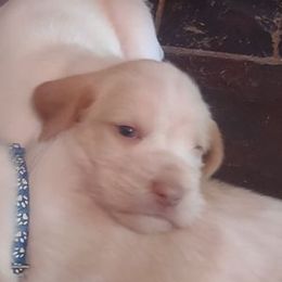 Spinone Italiano Puppies from Maple Hollow Spinone