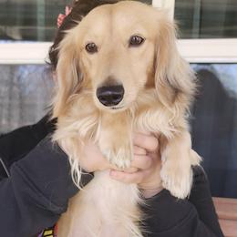Romeo - Dachshund