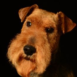 Welsh Terriers from Carroway Kennels