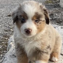 Von - Red merle male Miniature Australian Shepherd puppy in Godley, Texas from Nana and Paws Aussies