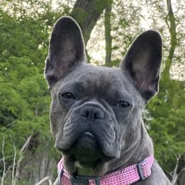 French Bulldogs from AlvarezFrenchBulldogs