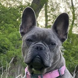 French Bulldogs from AlvarezFrenchBulldogs