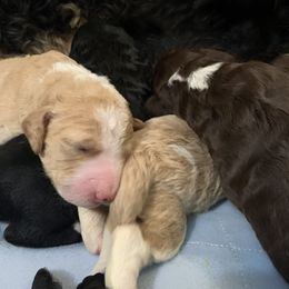 Bernedoodle Puppies from TJ SA Bernedoodles