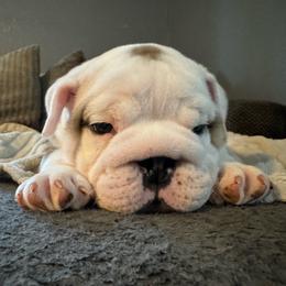 Sheriff Woody - Red and white male Bulldog puppy in Fayettville Ar, Arkansas from Ozark Bulldogs