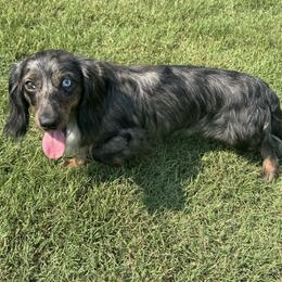 Loki - Dachshund