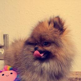 French Bulldog and Pomeranian Puppies from Purrs N Poms