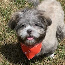 Shih Tzus from Oaxaca Shihtzu