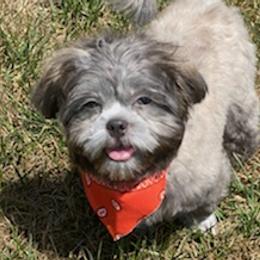 Shih Tzus from Oaxaca Shihtzu
