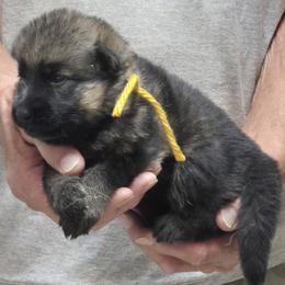Boy 2 Yellow - Sable male German Shepherd puppy in Lake George, Colorado from High Country German Shepherds