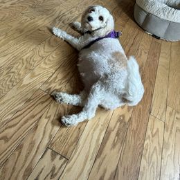 Cavachon puppies from Caraid Cavachons