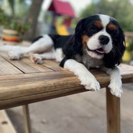 Cedar - Cavapoo