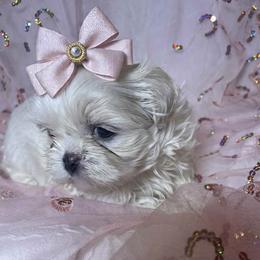 Lumi - White female Shih Tzu puppy in Riverside, California from Be Dazzled Shihtzu