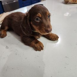 Dachshund Puppies from FureverFL