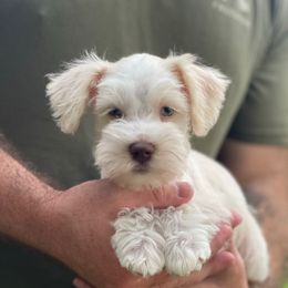 Lady - formerly known as Aphrodite - Wheaten female Miniature Schnauzer puppy in Brundidge, Alabama from Deez Pups Magnificent Schnauzers