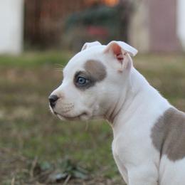 Pulsar - Blue fawn American Bully puppy in Kentucky from Cadmium Kennels