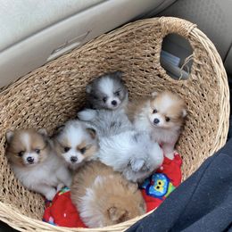 Pomeranian Puppies from Wheresmil0