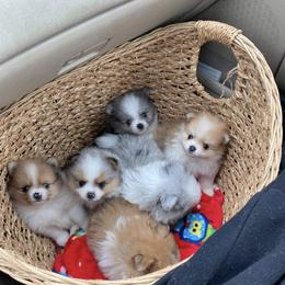 Pomeranian Puppies from Wheresmil0