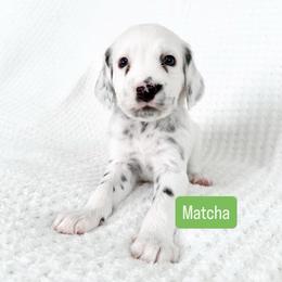 Matcha - LUA long coat - White and black male Dalmatian puppy in Davenport, Florida from Sunny Jewels Dalmatians