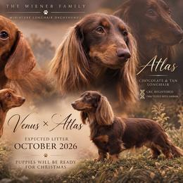 Dachshund puppies from The Wiener Family