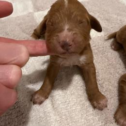 Girl 2 - Red  female Goldendoodle puppy in Ridgewood, New Jersey from Jessie’s Doodles