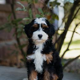 Tatum MICRO - female Australian Mountain Doodle puppy in Dalton, Ohio from Haven Doodles