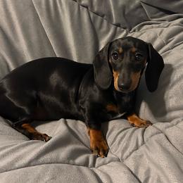Molly - Dachshund