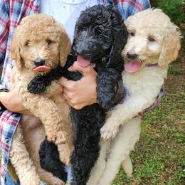 Goldendoodles from BaySprings Doodles
