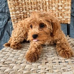 Sawyer - Apricot male Cavapoo puppy in Gunnison, Utah from Curls and Camo Pups