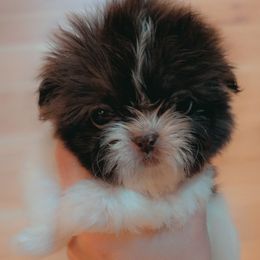 Girl 2 - Red and white female Shih Tzu puppy in Gig Harbor, Washington from Gig Harbor Shih Tzu's
