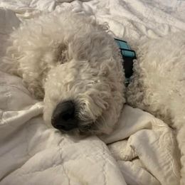 Poodles from Stacy Dillingham's Poodles