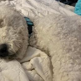 Poodles from Stacy Dillingham's Poodles