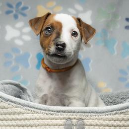 Orange Collar - Tan and white female Jack Russell Terrier puppy in Santa Clarita, California from Fair Dinkum Jack Russell Terriers