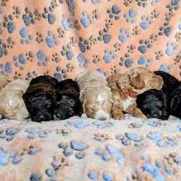 Poodle Puppies from Sarah's Poodles