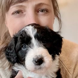 Mint girl Lunar "Luna" - Aussiedoodle puppy in Bend, Oregon from Bella Ridge Farms & Dapper Doodles